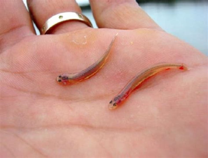 5 Terrible, Scary, Brilliant And Weird Parasites