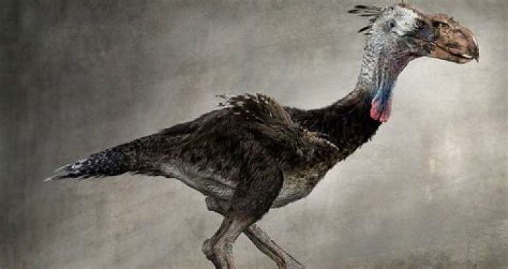 Bones Reveal That A Neanderthal Child Was Eaten By A Large Bird