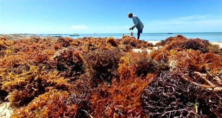 
CMFRI comes up with natural remedy for fatty liver disease from seaweeds 