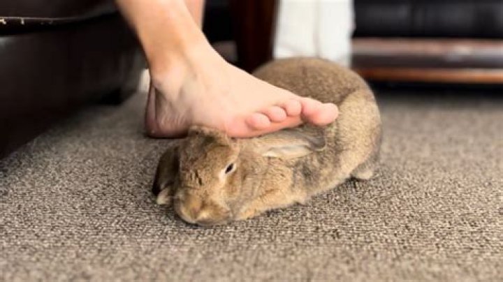Crush Rabbit Sequel & Chinese Rabbit Crushing Viral Video