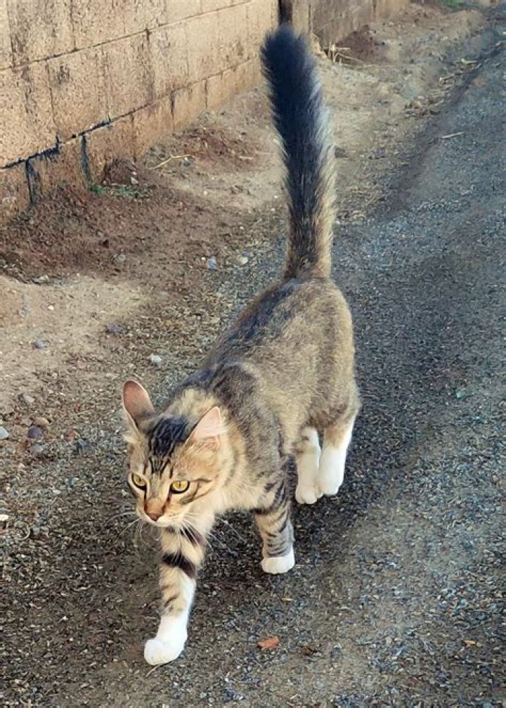 Miles Legend, The Son Of John Legend, Dances While They Are Having A Virtual Meeting