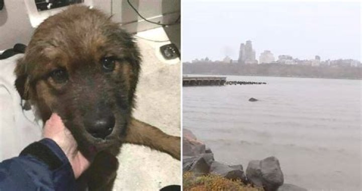 Puppy Rescued After 'Miracle' Swim Across The Hudson River