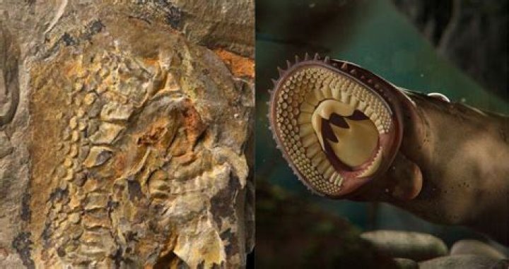 Scientists In China Unearth 160-Million-Year-Old Lamprey Fossils