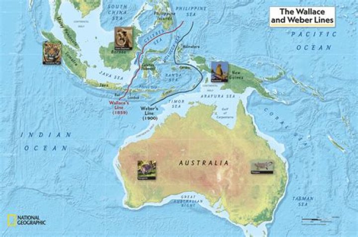 
Who are Levi Wallaces Parents? Levi Wallace Biography, Parents Name, Nationality and More 